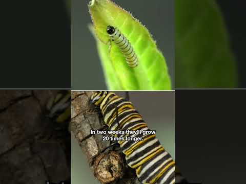 This Caterpillar Is an Eating Machine | #DeepLook #Shorts