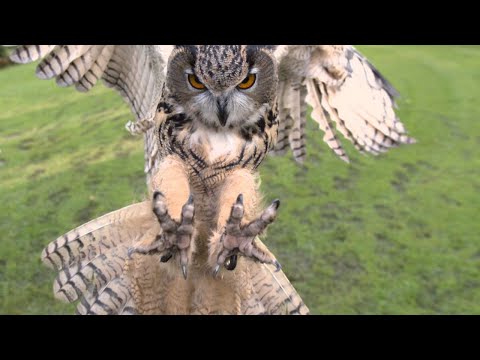 OWLS - nocturnal impudent creatures that attack eagles!