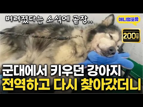 The moment it hears that its companion dog is in a shelter…Everything changes.