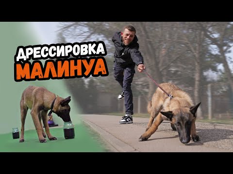 КАК ОТУЧИТЬ СОБАКУ ТЯНУТЬ ПОВОДОК.Дрессировка Бельгийской овчарки МАЛИНУА.