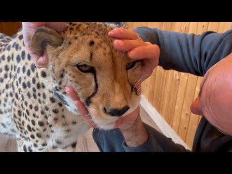 Gerda the cheetah showed her teeth! The dental exam was a success.