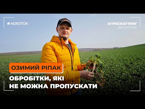 Озимий ріпак: обробітки, які НЕ МОЖНА ❌ пропускати