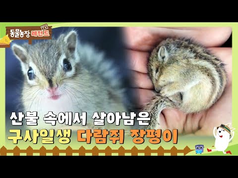 [Legendary animal farm on TV] Jangpyeong, a squirrel that survived by a miracle! TV Animal Farm