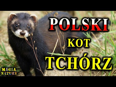 How a Smelly Coward Became a Ferret and a Polish Cat