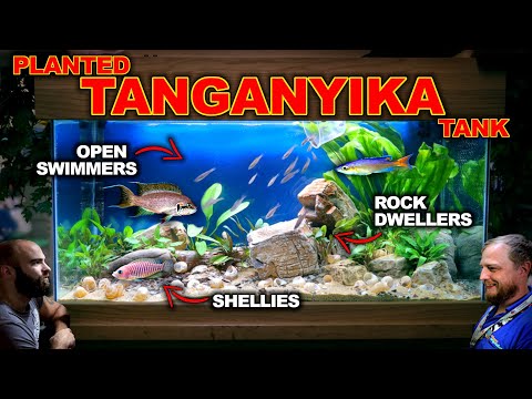 Building A Planted Tanganyika Tank: EPIC  3ft Aquascape Tutorial