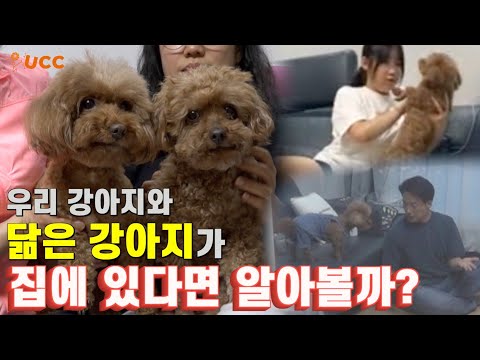 [몰카] 똑닮은 푸들로 바꿔치기 하면 개주인은 알아볼까?ㅋㅋㅋ