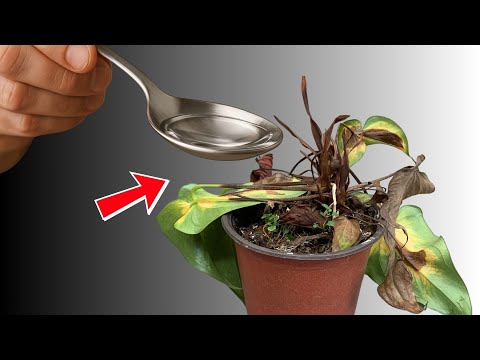 How to Revive Any Dying Plant With This Simple Trick (Works Every Time!)