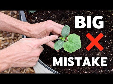 I Wish I Knew THIS Before Growing Cucumbers