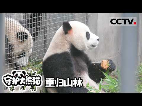 《守护大熊猫》重归山林:希望的放飞!全球首只放归熊猫祥祥 为野生种群注入新活力【CCTV纪录】