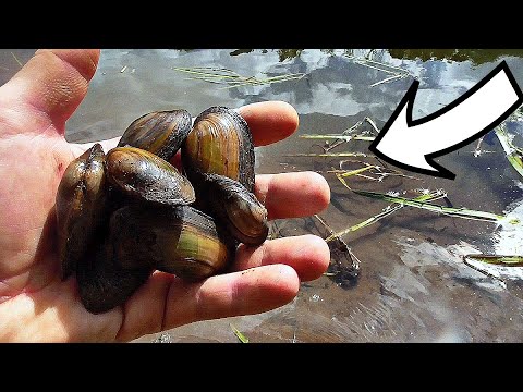 Как Рыба реагирует на Ракушку - Перловицу? Подводная съемка