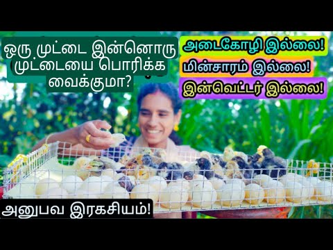 ஒரு முட்டையை வைத்து இன்னொரு முட்டையில் உள்ள கோழிகுஞ்சை பொரிக்க வைக்கலாம்! எப்போது? எப்படி?