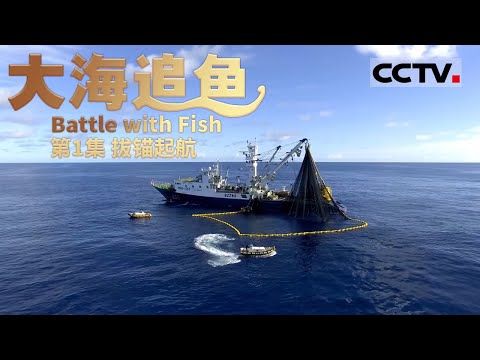《大海追鱼》第1集 “中太6”号启航捕鱼 老船长带领新船员能完成年捕捞10000吨金枪鱼的大目标吗？【CCTV纪录】