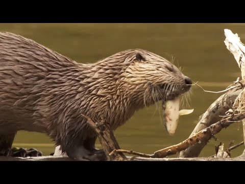 Yellowstone's Wildest Inhabitants: Life in a Predator's Paradise