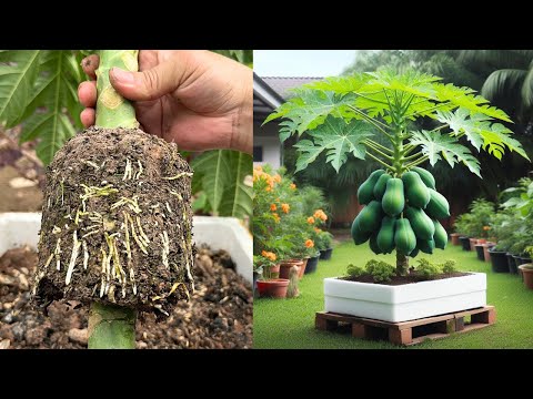 How to propagate beautiful super dwarf papaya plants