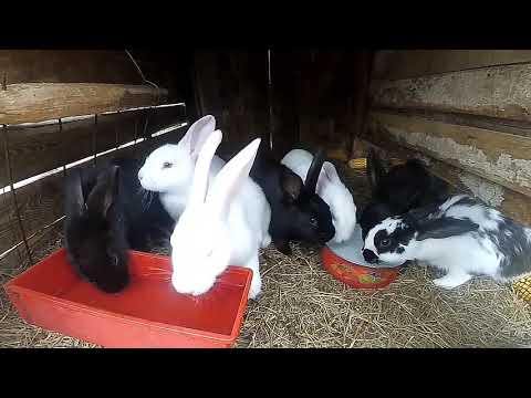 Чим?  і Як?   ПРОПОЮЄМО КРОЛІВ . ( ЗДОРОВІ КРОЛИКИ ).