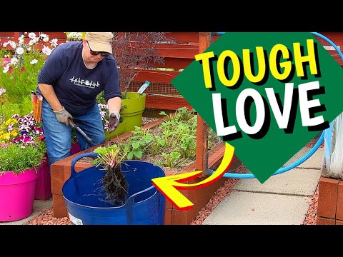 Hard decisions in the garden