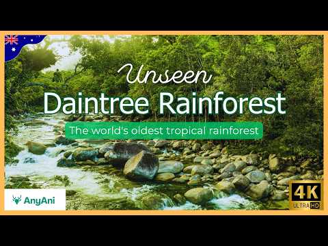 Unseen Daintree Rainforest – The world's oldest tropical rainforest | Wildlife Documentary 4K