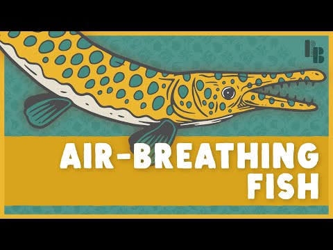 Meet the Air-Breathing Fish with Poisonous Eggs