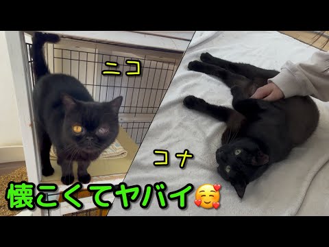 Affectionate Black Kitties (Nico & Kona) – Staying at the Cat Hotel