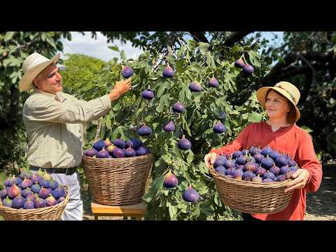 The Most Delicious Fig Pie in A Village! Harvesting and Homemade Recipes