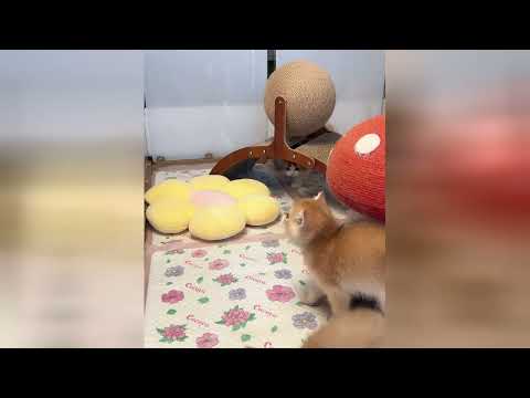 Gatitos juguetones que transmiten pura felicidad y amor
