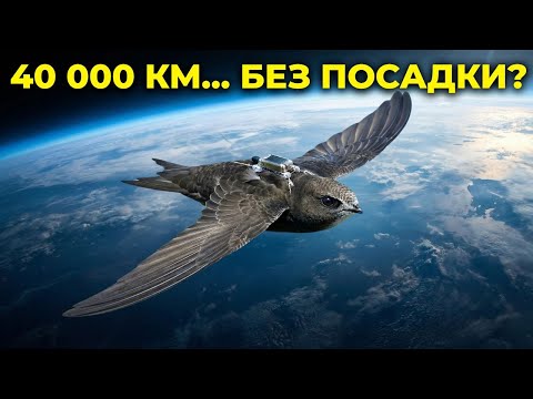 Тайна 40 000 км полёта птицы без приземления — удивительные факты о стриже