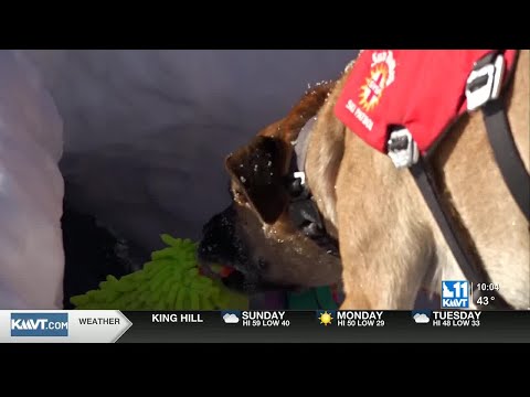 Sun Valley Ski Patrol certifies avalanche rescue dogs for mountain emergencies