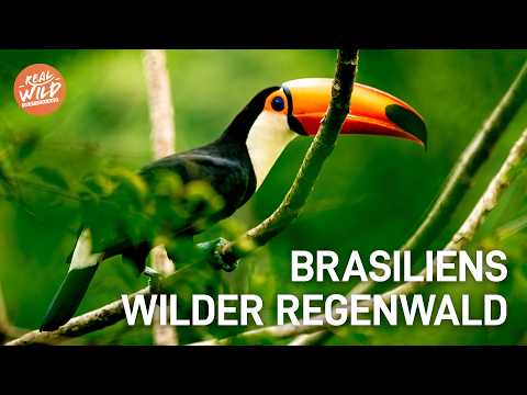 Brasiliens verlorener Schatz: Der artenreichste Regenwald der Erde | Doku
