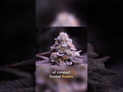 Harvesting Frosted Buds Dense, Glistening Resin Perfection #organicgrow #organicgardening