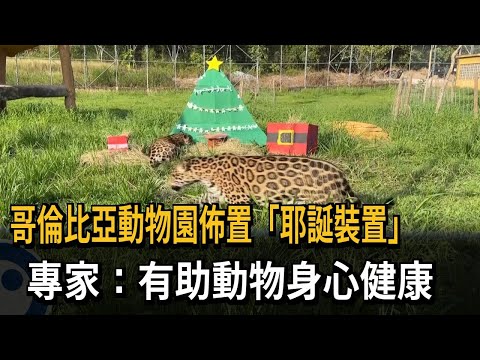 哥倫比亞動物園佈置「耶誕裝置」　專家：有助動物身心健康－民視新聞