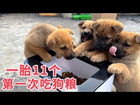 田园犬一胎生11个，出生一个半月第一次吃狗粮，没想到全往粮仓里爬，这吃得也太香了吧
