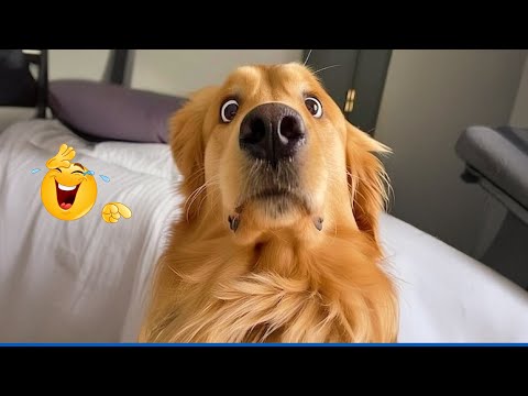 You Will Die Laughing At These Dogs 😹🐶  Best Animal Video Compilation You Can’t Miss 🤣