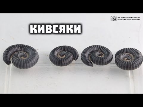 Кивсяки. О жизни в природе, о пользе и вреде на садовых участках и не только. // Clever Cricket