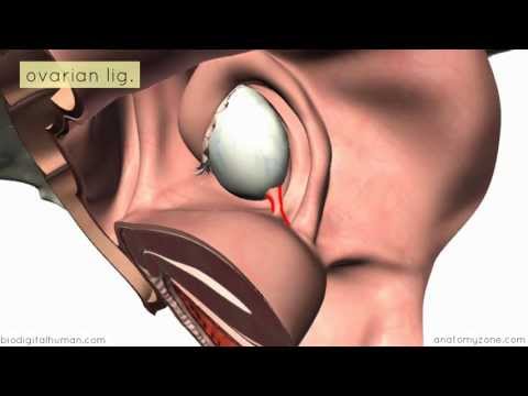 Introduction to Female Reproductive Anatomy Part 2 - Ligaments - 3D Anatomy Tutorial