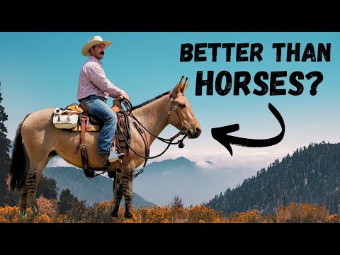Top 5 Reasons Mules Are Better Than Horses