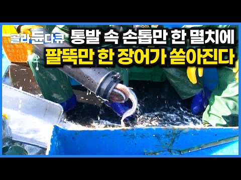 멸치 한 움큼 통발에 쓱 넣었더니 성인 남자 팔뚝만 한 장어가 쏟아진다! 통발 장어잡이 어선｜극한직업｜#골라듄다큐