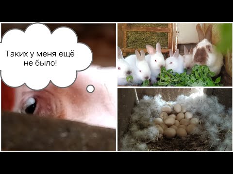 New arrivals again! One more addition // Homemade goat's milk butter!