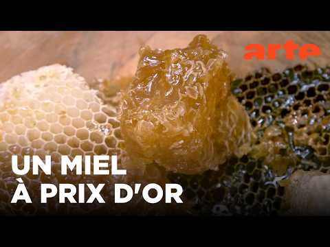 Turquie, deux rivaux pour un trésor | Les maîtres des abeilles | ARTE Family