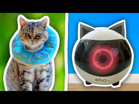 I Used ROBOTS To Look After My Cats