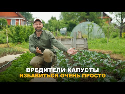 ЕСТЬ УГРОЗА УРОЖАЮ КАПУСТЫ? Разнообразие вредителей на капусте и методы борьбы с ними.
