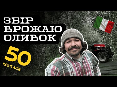 Збір врожаю оливок в Італії. Зібрали 50 квінталів, як це було.