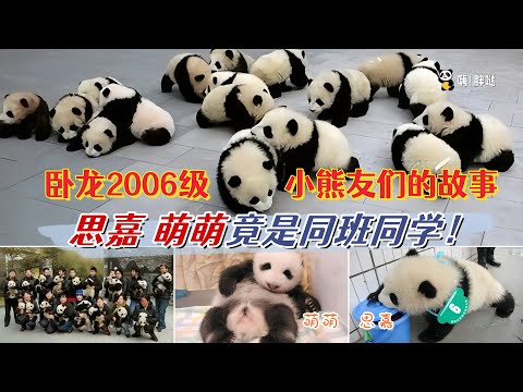 萌萌和思嘉同框，她们竟是同班同学，来看卧龙2006级小熊友的故事，个个都是知名熊猫