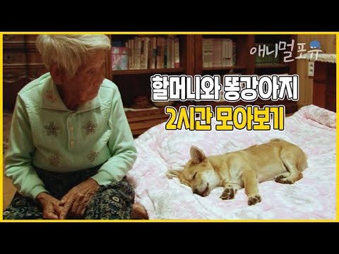 94세 할머니 삶에 스며든 시골 똥강아지 관음이 🐶 | 2시간 모아보기! | 울 엄마 복림여사 | KBS 인간극장 2016 방송