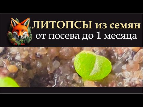 ЛИТОПСЫ из семян  от посева до 1 месяца