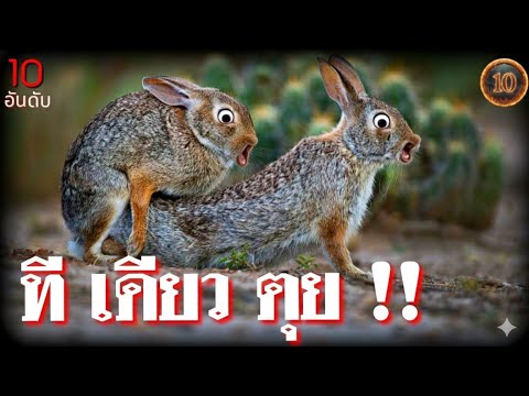 10อันดับ สัตว์อายุสั้นที่สุดในโลก