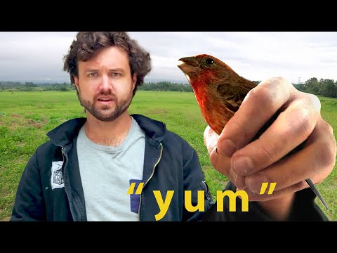 farmer eats wild bird alive