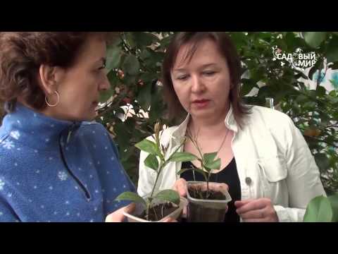 Как подкармливать комнатный лимон . Сайт "Садовый мир"