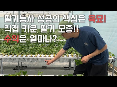 딸기농사 수익은 육묘에서 결정된다! 9만주 삽목 육묘 준비과정 및 시작!