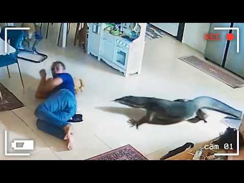 Wild Animals Invading Cities Caught on Camera