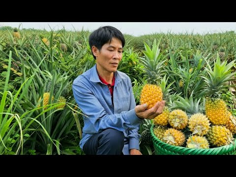 Harvesting Sweet Pineapples in My Garden | A Peaceful Day Selling at Market